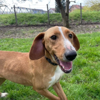 Anely eine extrem gutmütige Hündin