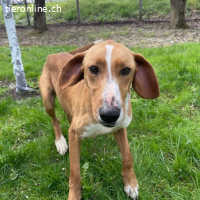 Anely eine extrem gutmütige Hündin