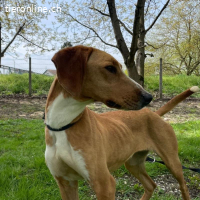 Anely eine extrem gutmütige Hündin