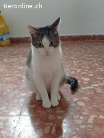 Anhängliche Lana (1J.) sucht dringend ihren sicheren Hafen