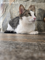 Anhängliche Lana (1J.) sucht dringend ihren sicheren Hafen