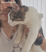 Anhängliche Lana (1J.) sucht dringend ihren sicheren Hafen