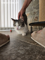 Anhängliche Lana (1J.) sucht dringend ihren sicheren Hafen