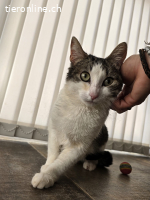 Anhängliche Lana (1J.) sucht dringend ihren sicheren Hafen