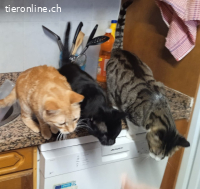 Anhänglicher Wirbelwind Calin möchte Familie und Gspänli,10M