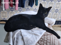 Anhänglicher Wirbelwind Calin möchte Familie und Gspänli,10M