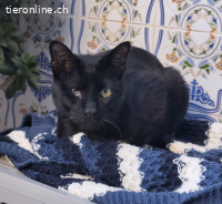 Anhänglicher Wirbelwind Calin möchte Familie und Gspänli,10M