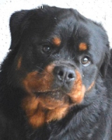 Anoop - Nichts, absolut nichts...