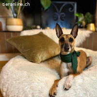 Ansa - unsere kleine Kuschelmaus