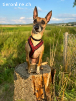 Ansa - unsere kleine Kuschelmaus