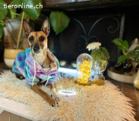 Ansa - unsere kleine Kuschelmaus