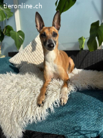 Ansa - unsere kleine Kuschelmaus