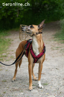 Ansa - unsere wundervolle Kuschelmaus