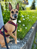 Ansa - unsere wundervolle Kuschelmaus