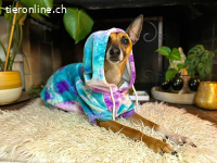 Ansa - unsere wundervolle Kuschelmaus