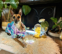 Ansa - unsere wundervolle Kuschelmaus