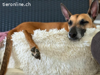 Ansa - unsere wundervolle Kuschelmaus