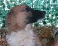 Anton – freundlicher Hundebub