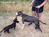 APOLLO, ruhiger Mischlingsrüde, ca. 4 Jahre, 50cm, 26,5kg