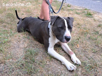 APOLLO, ruhiger Mischlingsrüde, ca. 4 Jahre, 50cm, 26,5kg