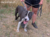 APOLLO, ruhiger Mischlingsrüde, ca. 4 Jahre, 50cm, 26,5kg