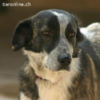 Arale - eine tolle Hündin und tolle Begleiterin