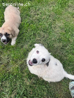 Arc - kleiner Welpe bereit für sein neues Leben