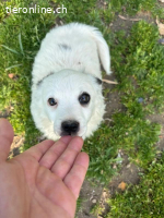 Arc - kleiner Welpe bereit für sein neues Leben