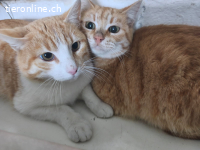 Ariel & Limon - – 2 Seelen, die sich Halt geben