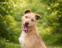 Arif, agiler Junghund