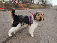 ARLO, AKTIVER MISCHLINGSRÜDE, CA. 5 JAHRE, 12KG