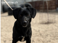 Arnold-4, feiner Junghund