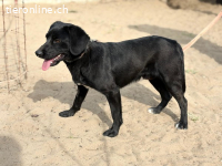 Arnold-4, feiner Junghund