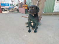 Arnold-4, feiner Junghund