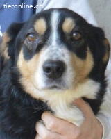 Aroldo - Sanfter Rüde sucht sein Lebensglück