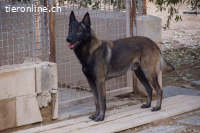 Artemis - eine wahre Schäferhundschönheit im besten Alter