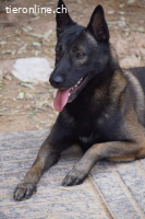 Artemis - eine wahre Schäferhundschönheit im besten Alter