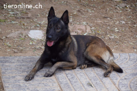 Artemis - eine wahre Schäferhundschönheit im besten Alter