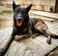 Artemis - eine wahre Schäferhundschönheit im besten Alter