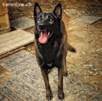 Artemis - eine wahre Schäferhundschönheit im besten Alter