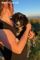 Arti (3 Monate)- Lakritznase wünscht sich ein Zuhause