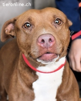 Aschette - weißt du, wie es früher war?