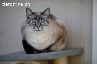 Atanea, w./kastr., geb. 10/2020