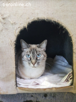 Atanea, w./kastr., geb. 10/2020