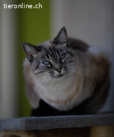 Atanea, w./kastr., geb. 10/2020