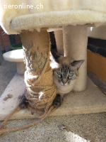 Atanea, w./kastr., geb. 10/2020