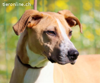 Bachi, ein liebenswerter Schatz