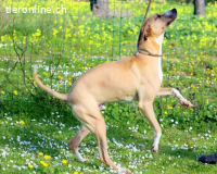 Bachi, ein liebenswerter Schatz