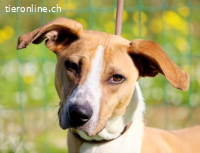 Bachi, ein liebenswerter Schatz
