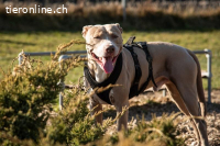 Bailys - unser lebensfroher Hundeschönling